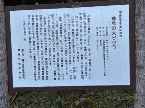 樽見の大ザクラは、国指定天然記念物なのですね。