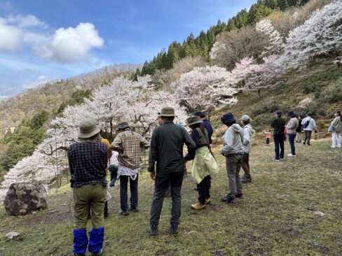 樹齢1000年の大きな桜に見とれますヾ(^v^)k
