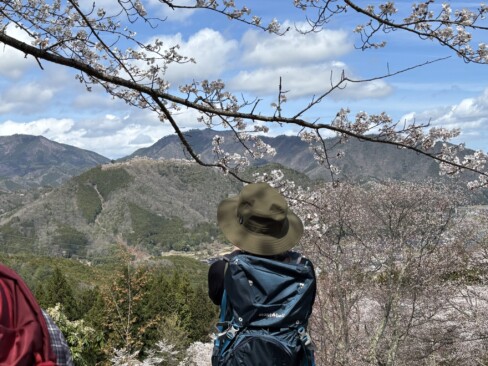 竹田城の殿様は向こうから桜のお花見をしてたんでしょうね。