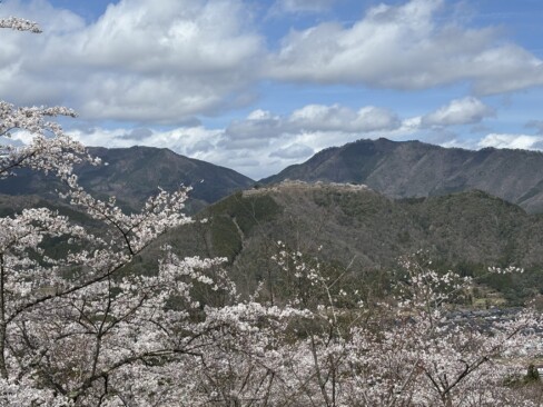 満開の桜と竹田城