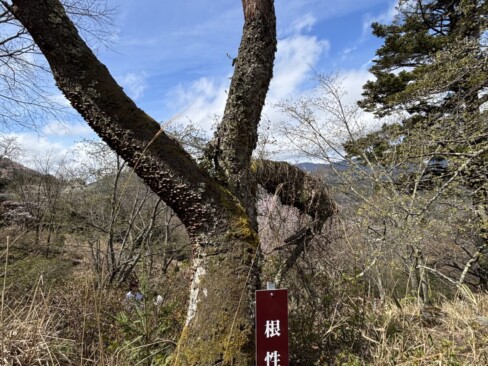根性桜。がんばっています!!