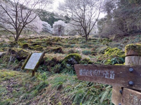 桑畑あとの石垣が残っています。このあたりは古くから養蚕が盛んだったそうです。