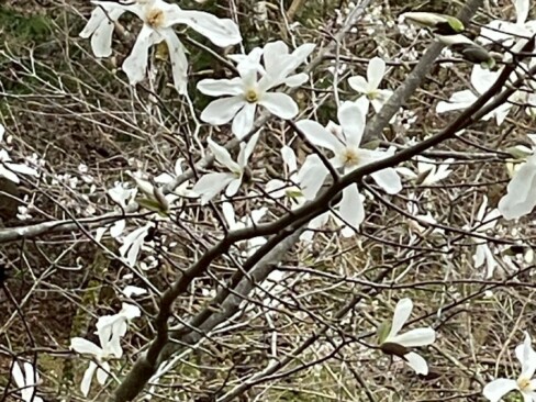 まだ、タムシバも咲いていました。