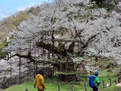 ジャングルジムのような足場が組まれています。