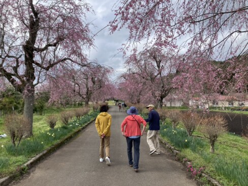 締めくくりは、夜久野の桜です。