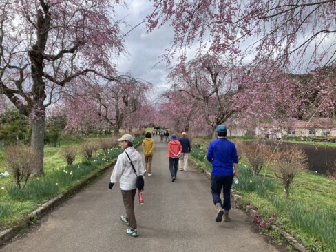 しだれ桜が、こちらも満開。