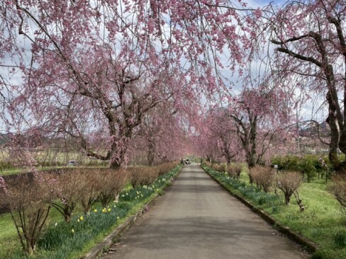 ずっと続く桜並木・・・すてきヾ(^v^)k