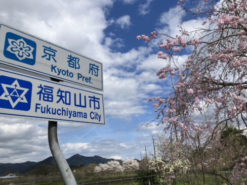 県境の桜