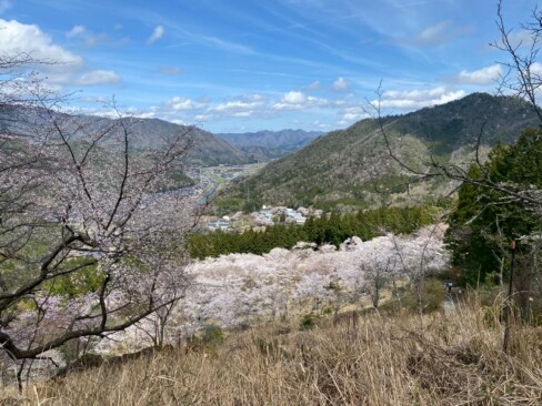 桜の海のような景色。(写真では伝わらないか・・・)
