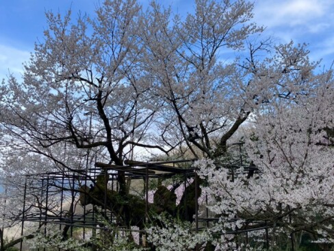 兵庫県下で最大のエドヒガンザクラ。大きい(゚∀゚)