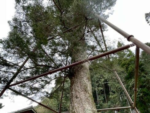 追手神社(大山宮)の千年モミ