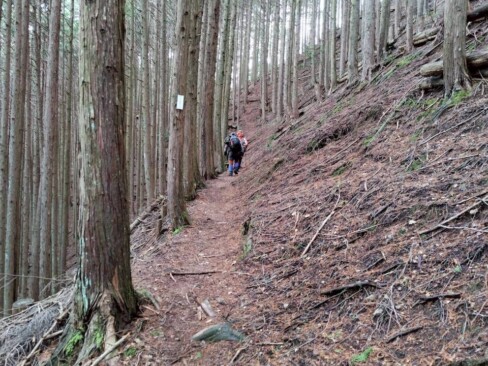 良く踏み込まれた歩きやすい道です。