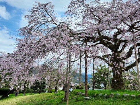 すばらしいしだれ桜🌸