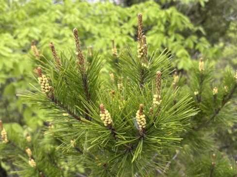 松の雌花と雄花。ぷつぷつがかわいい♬