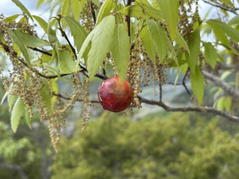 このリンゴのようなものは、虫瘤(ナラメリンゴフシだとか。)かんざしみたいなのは、コナラの花。