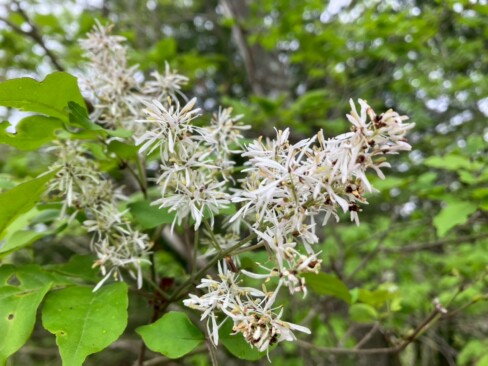 これは、ナンジャモンジャのようです。