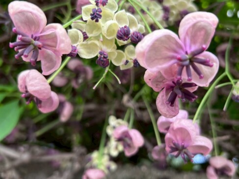 アケビの花。可憐‥かわいすぎる😁