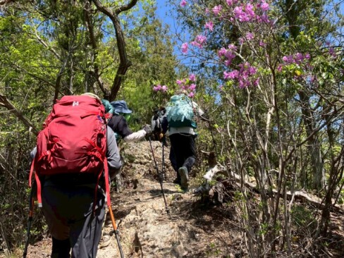 青空に緑とピンクが映えるーーー