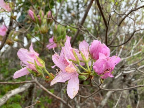 モチツツジ。萼や葉などがねばねばしてます。