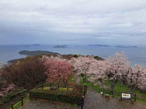 桜と瀬戸内の風景との絶妙のハーモニー