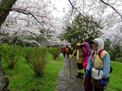 山頂付近はまさに桜ロード。自然に笑みがこぼれます。