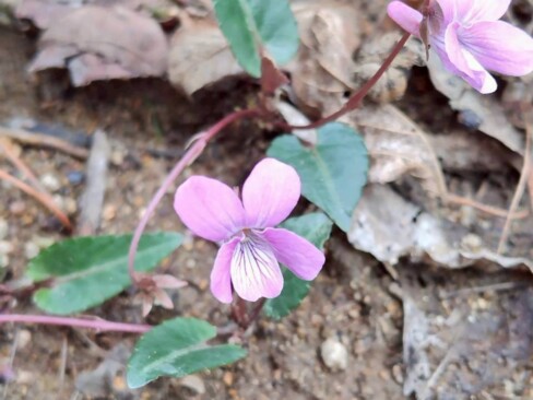 登山道を彩るシハイスミレ