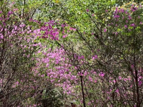 登山道のいたる所に咲く今が盛りのミツバツツジの群落