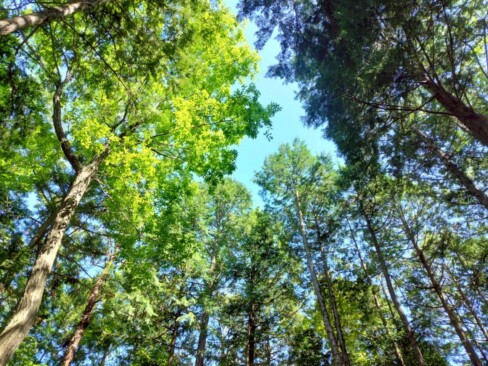 天気が良くて,木々の緑がすてきですね😁