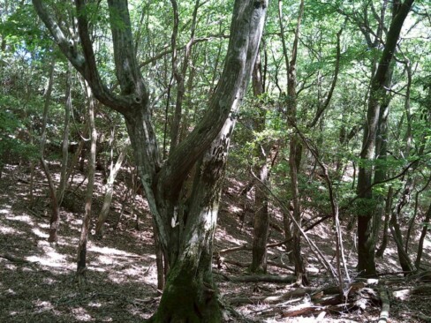 高嶽には,大きな木がたーくさん。山桜の季節も素敵です。