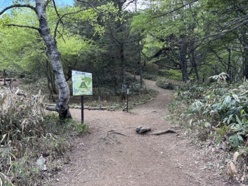 右が岩場コース、左が迂回コース。登りは岩場コースをチョイス。
