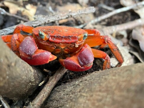 アカテガニ・・・海岸周辺の湿潤な区域で見られるそう。