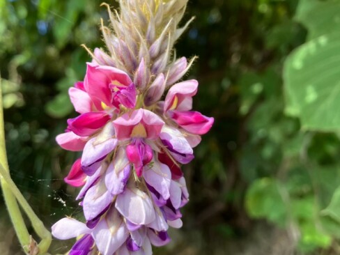 秋の七草の一つ・・・クズの花。